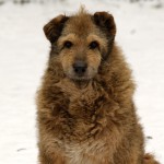 Brauner-Hund-Zotto-schnee-winter-150x150 Zotto - einfach zu spät