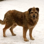 Brauner-Hund-Zotto-steht-im-Schnee-150x150 Zotto - einfach zu spät