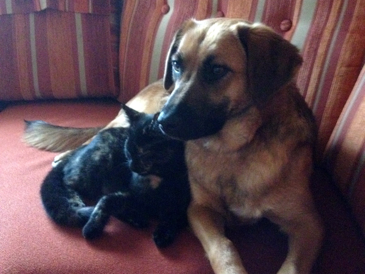 Brauner-hund-kuschelt-mit-katze-auf-der-couch Kira