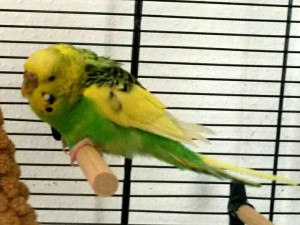 Gelb grün Wellensittich auf Stange im Käfig