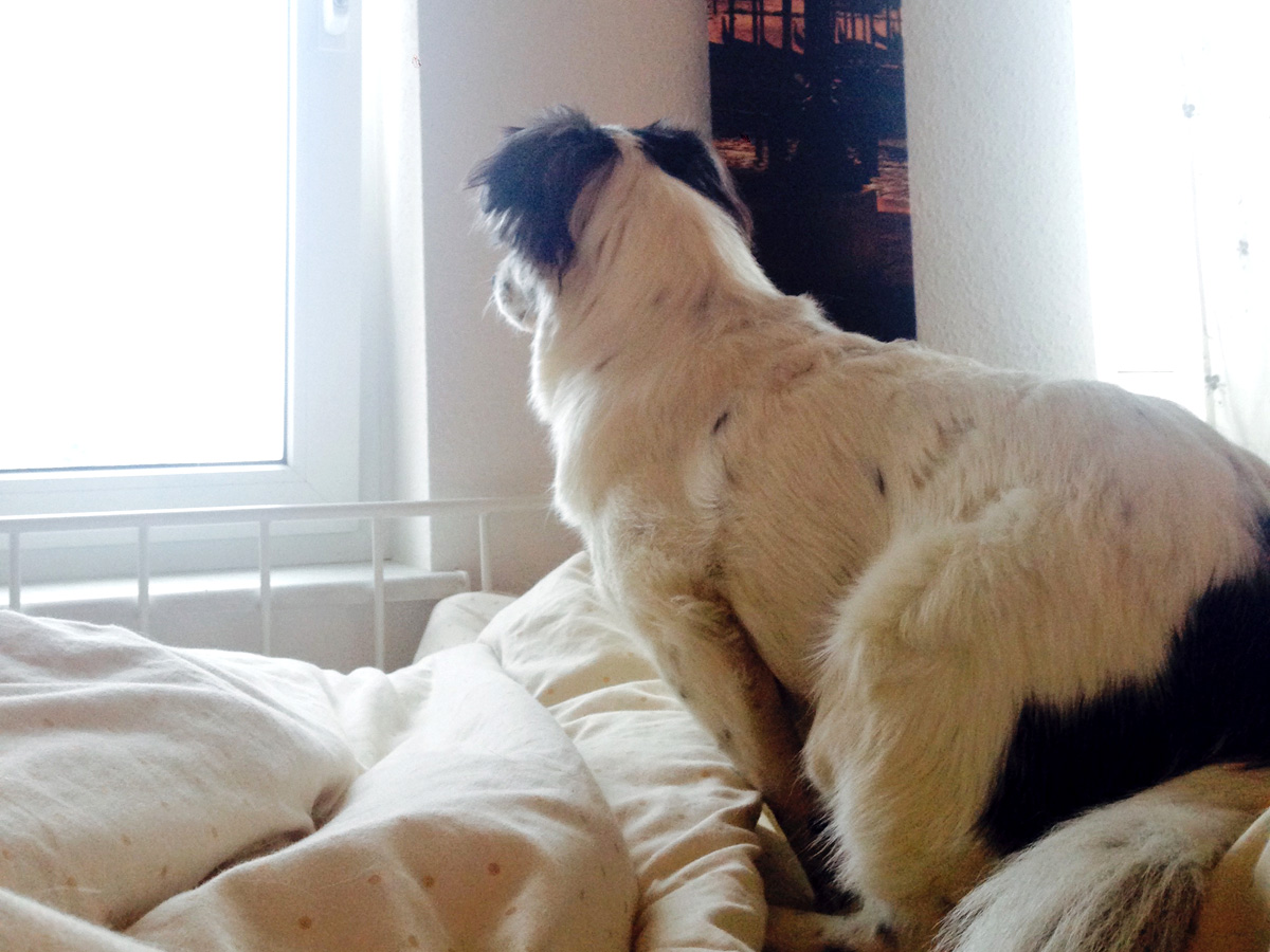 Hund-Lila-sitzt-auf-bett-und-schaut-aus-dem-fenster Lila schickt liebe Grüße