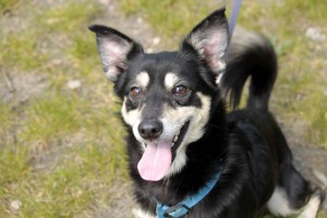Hund Snoopy an türkis leine auf wiese