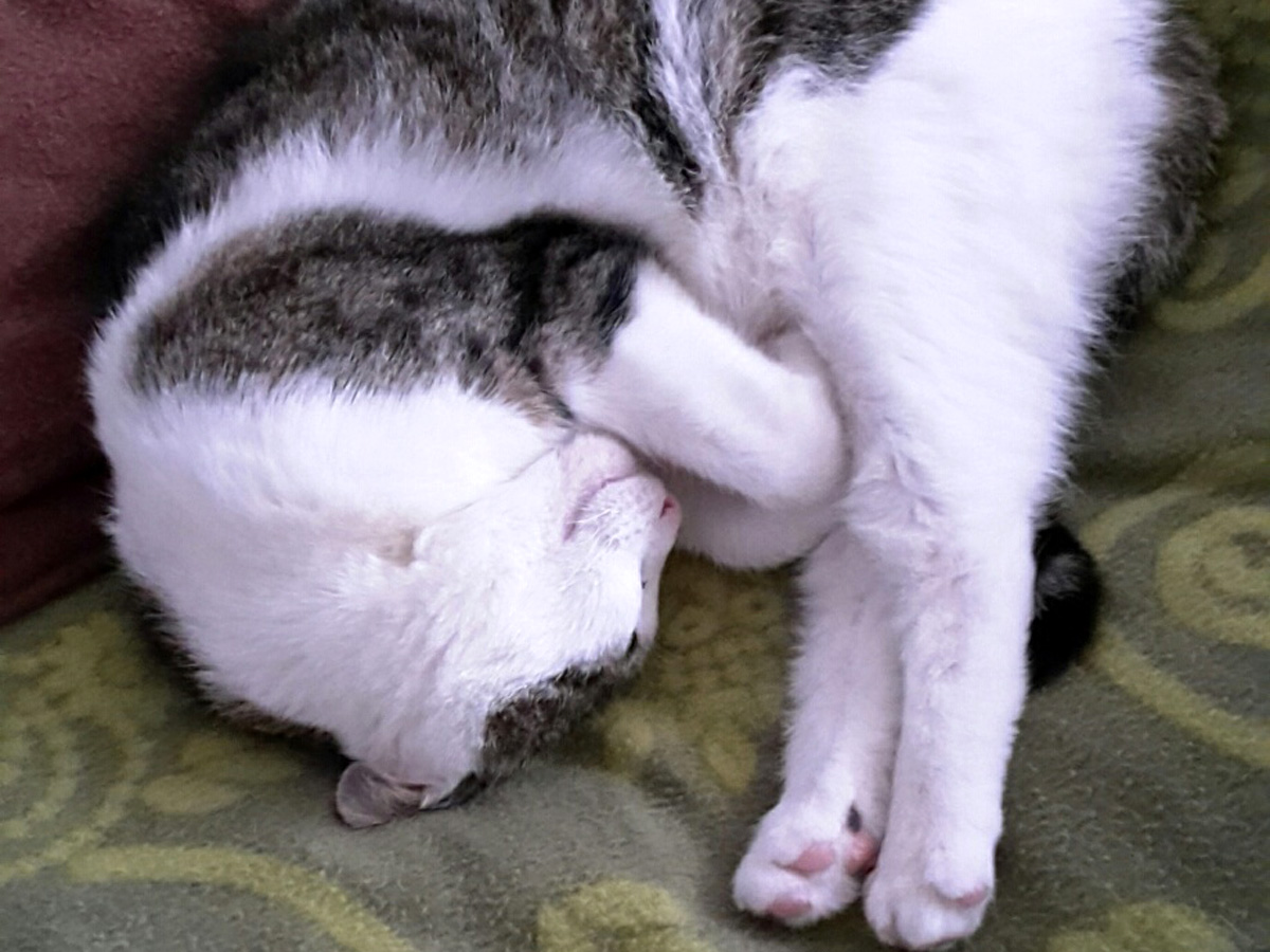 Katze-liegt-eingemurmelt-auf-decke Speedy, ein Charakterkater mit Ataxie