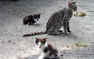 Katze-mit-Katzenkinder-auf-Schotterboden-Laub-320x202 Spendenaktion in Cottbus mit Straßenmusik