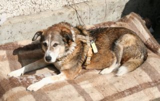 Patentier Kira genießt die Sonne