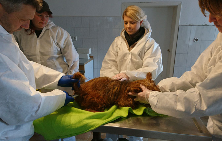 beitragsbild-beschlagnahmung-hund-terrier-behandlung-wollaberg Akute Notfellchen