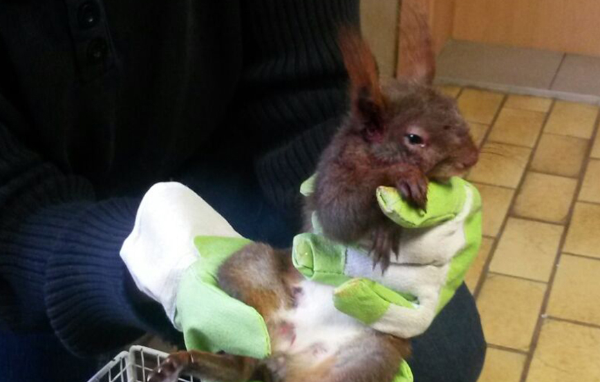 beitragsbild eichhörnchen verletzt tierschutzliga dorf