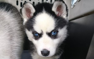 beitragsbild hund husky welpenschmuggel maske wollaberg