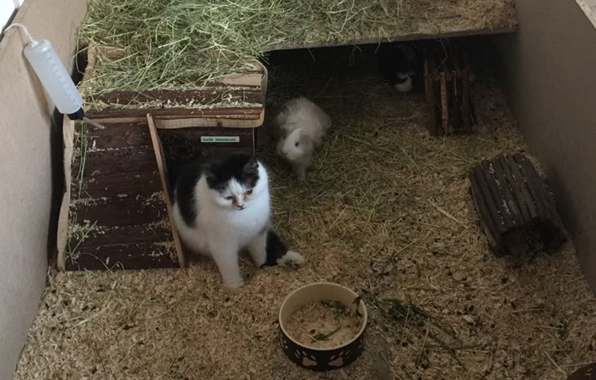 beitragsbild katze hexe königin tierschutzliga