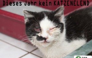 beitragsbild katze krank kastration vorbeugen tierschutzliga dorf