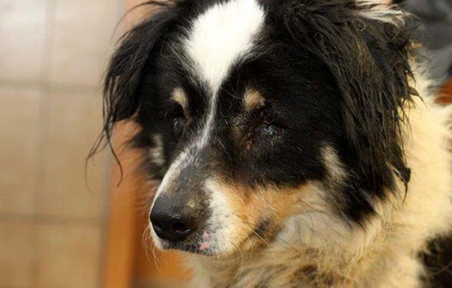 beitragsbild kolja hund polen verlies befreit porträt IMG_3628