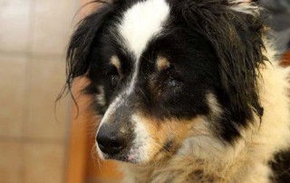beitragsbild kolja hund polen verlies befreit porträt IMG_3628