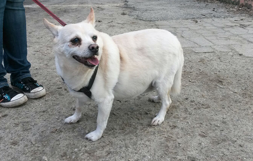 beitragsbildhund-purzel-uebergewicht-leine-schaut-tierschutzliga-dorf Übergewicht bei Haustieren, wie entsteht das?