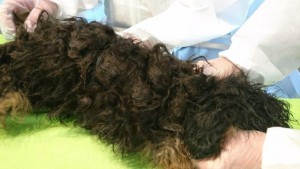 beschlagnahmung hund pudel mix verfilzt wollaberg
