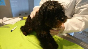 beschlagnahmung hund pudel mix wollaberg