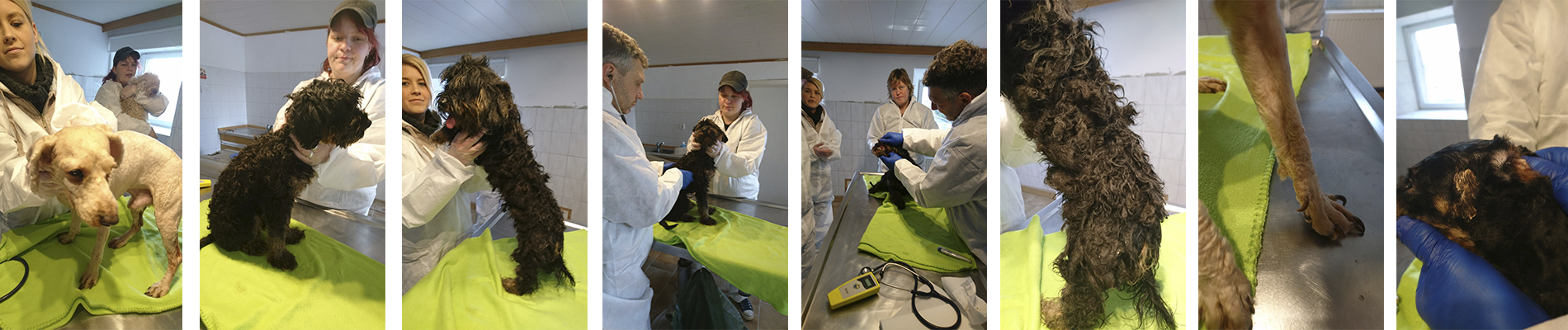 Tierheim Wollaberg - Beschlagnahmte Hunde werden tierärztlich behandelt