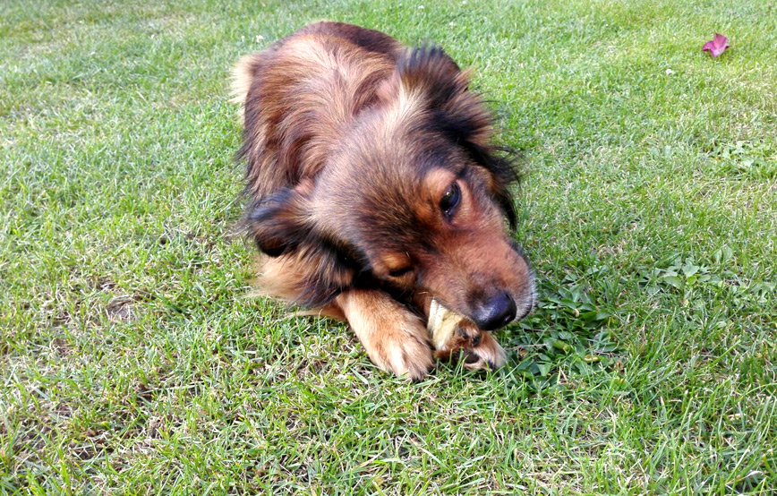 brauner-hund-kaut-ein-knochen-auf-der-wiese Amelie - kleiner Wirbelwind und Schmusemiez - Update