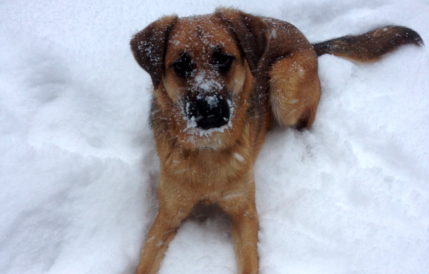 brauner-hund-kira-liegt-im-schnee-winter Amelie - kleiner Wirbelwind und Schmusemiez - Update