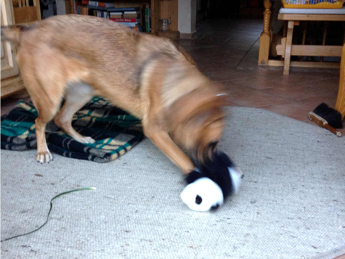 brauner-hund-kira-spielt-mit-Pandabär Kira