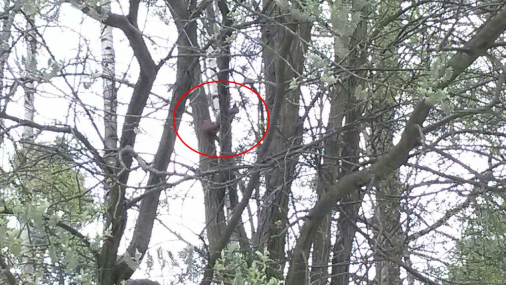 eichhörnchen-update-kreis-baum-gross-tierschutzliga-dorf-1024x576 Eichhörnchen schwer verletzt gefunden