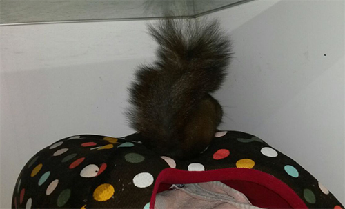 eichhörnchen-verletzt-versteckt-tierschutzliga-dorf Eichhörnchen schwer verletzt gefunden