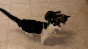 heimat katzen linda arno alt suchen wollaberg