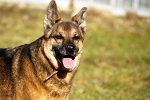 hund Anni ist glücklich vermittelt