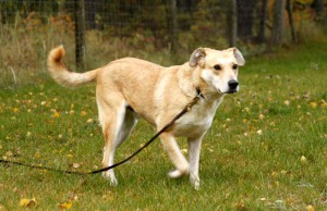 hund Jakob läuft auf wiese im tierschutzligadorf