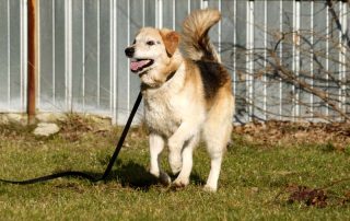 hund Sly an leine im tierschutzligadorf