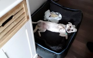 hund cara liegt auf dem rücken im hundebett