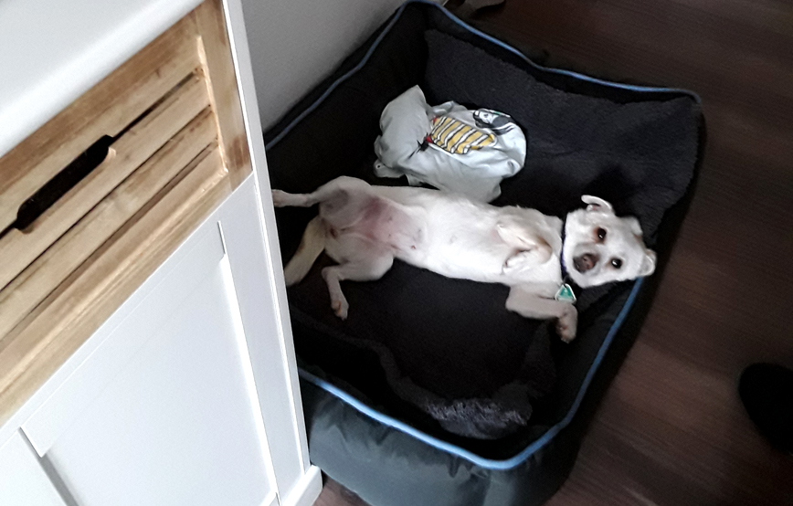 hund cara liegt auf dem rücken im hundebett