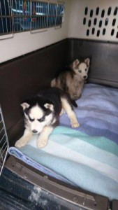 hund husky welpenschmuggel spielt wollaberg