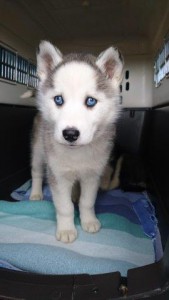 hund husky welpenschmuggel weiß wollaberg