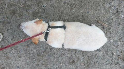 hund-purzel-uebergewicht-draufsicht-schaut-tierschutzliga-dorf Übergewicht bei Haustieren, wie entsteht das?