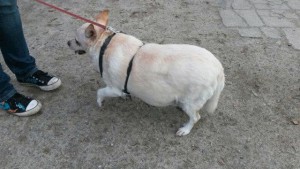 hund purzel uebergewicht pfote schaut tierschutzliga dorf
