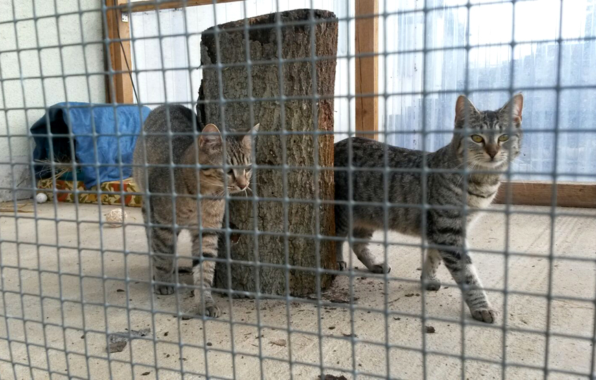 katzen-xana-und-dana-hinter-maschendrahtzaun Tierische Weihnacht im Tierschutzliga-Dorf