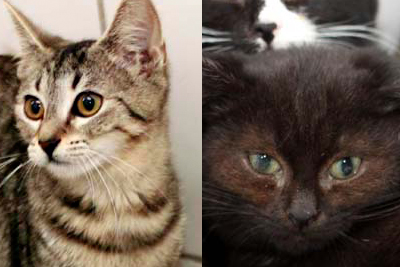 katzen xie nino glücklich vermittelt
