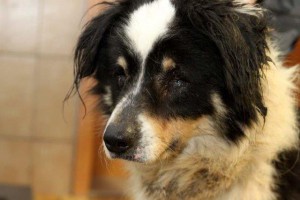 kolja hund polen verlies befreit porträt IMG_3628