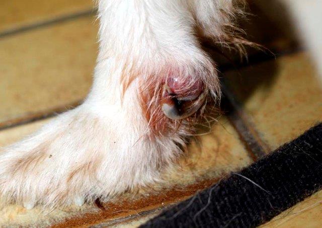 kolja hund polen verlies befreit wunde MG_3635 Tierschutzliga Stiftung
