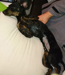 lila hund tagebuch tag5 wollaberg