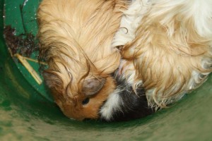 meerschweinchen ausgesetzt eimer unterheinsdorf IMG_4299