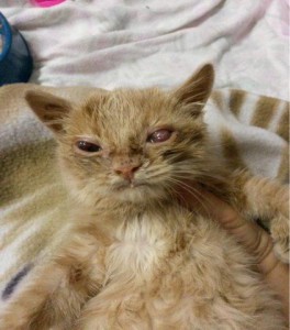 mukel katze krank kastration vorbeugen tierschutzliga dorf