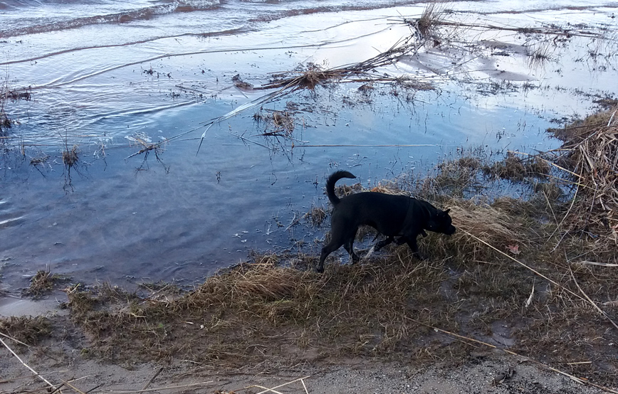 schwarzer-hund-am-wasserrand-stroh Tyson hat schon ein paar Freundinnen