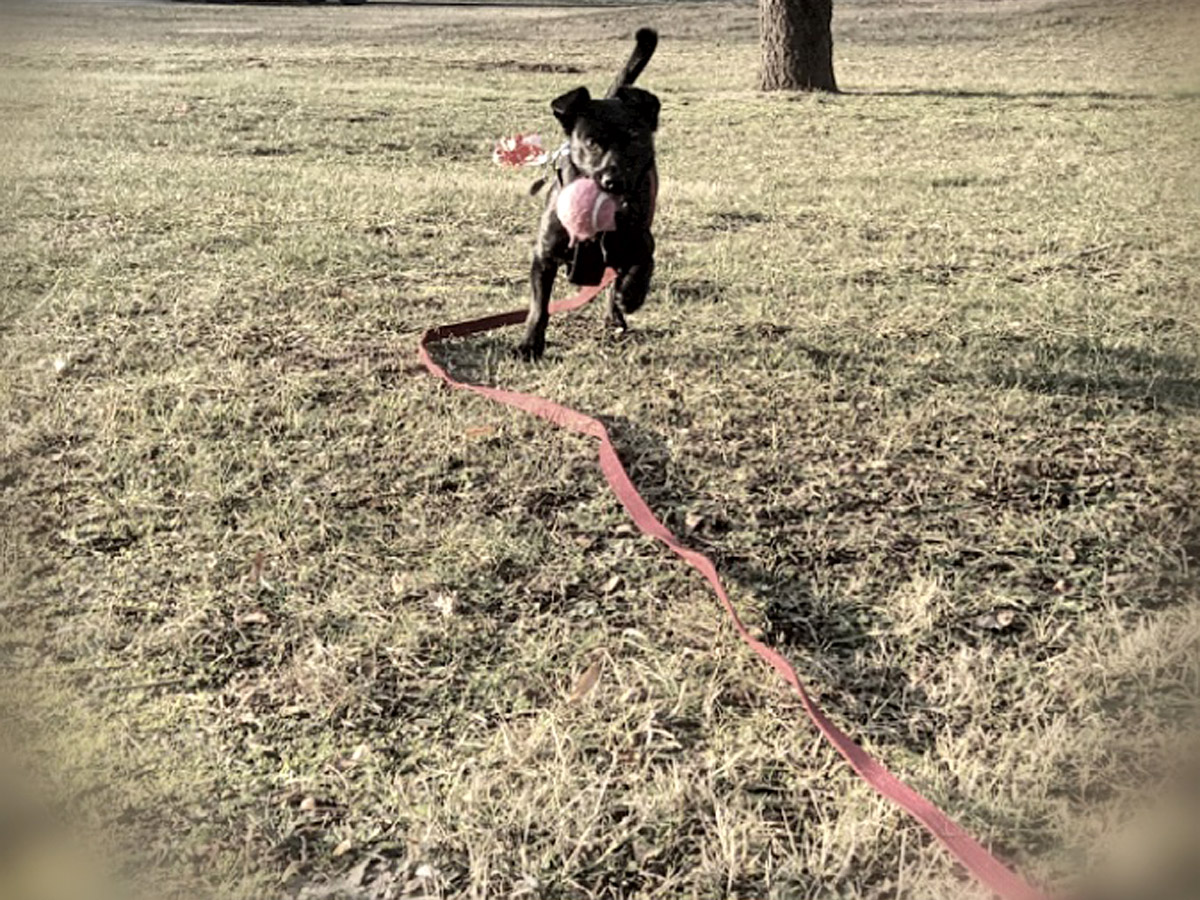 schwarzer-hund-an-Leine-mit-Ball Neues von Lucy