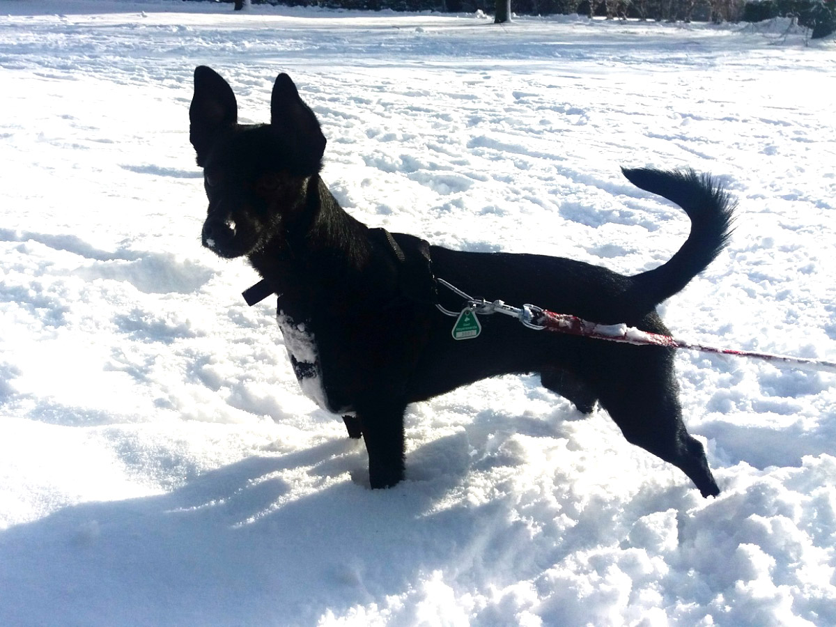 schwarzer-hund-an-der-leine-im-schnee Neues von Lucy