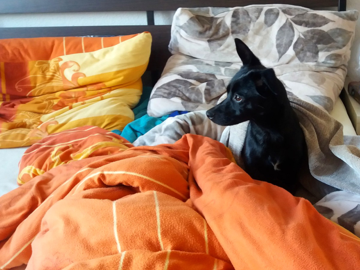 schwarzer-hund-auf-dem-Bett-bunte-Bettwäsche Neues von Lucy