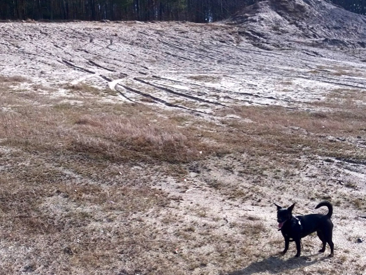 schwarzer-hund-auf-dem-Feld-Sand Neues von Lucy