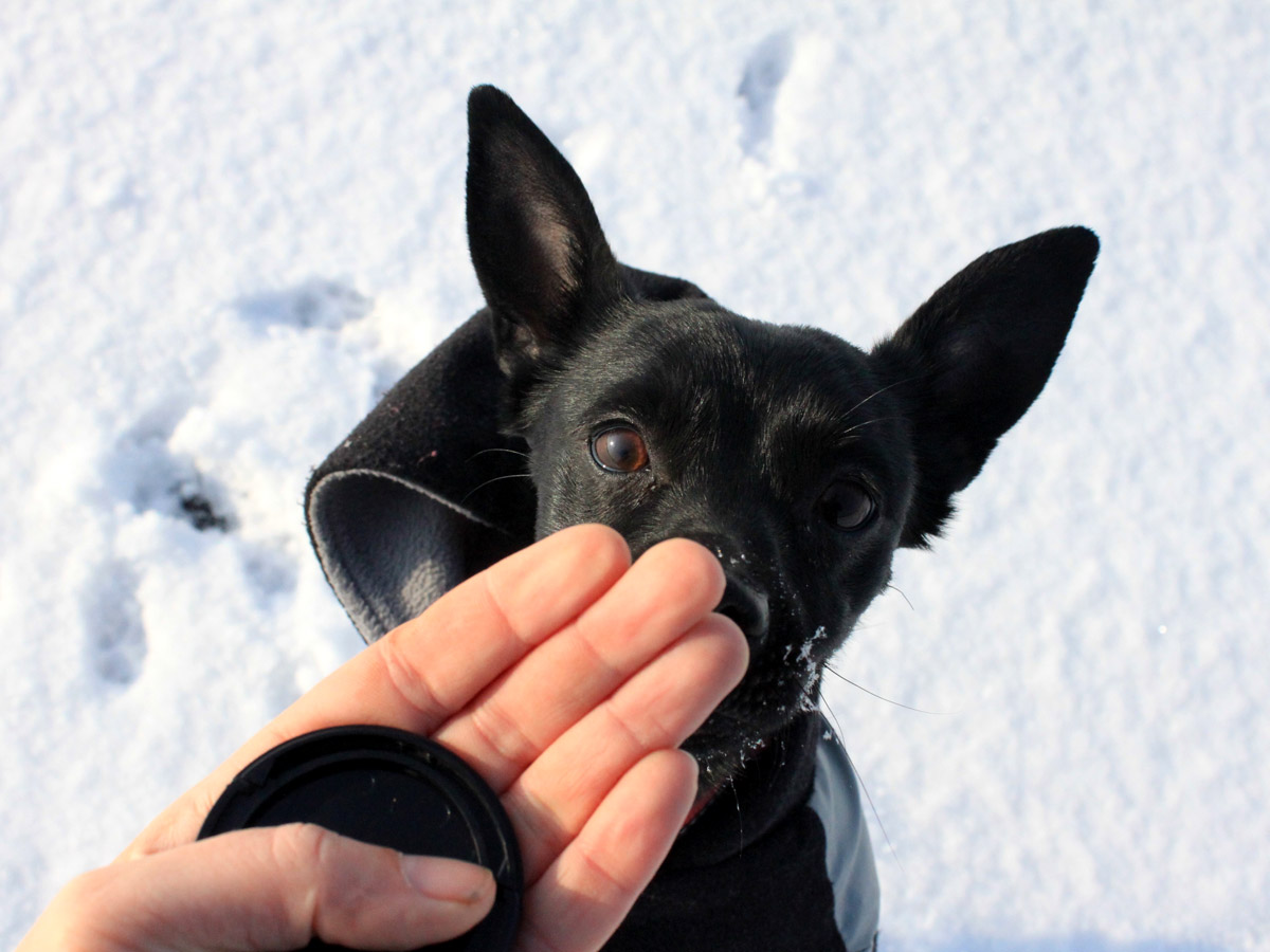 schwarzer-hund-mit-hand-im-schnee Neues von Lucy