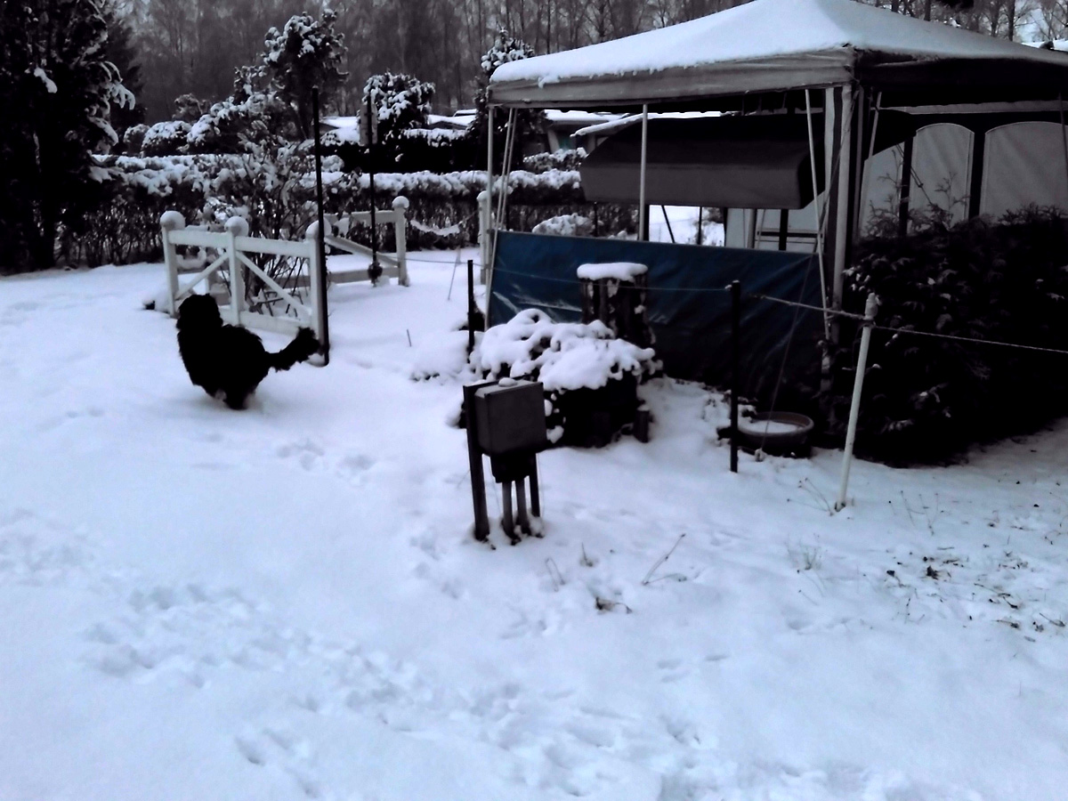 schwarzer-hund-shila-rennt-im-schnee-vor-zelt Erste Grüße von Shila