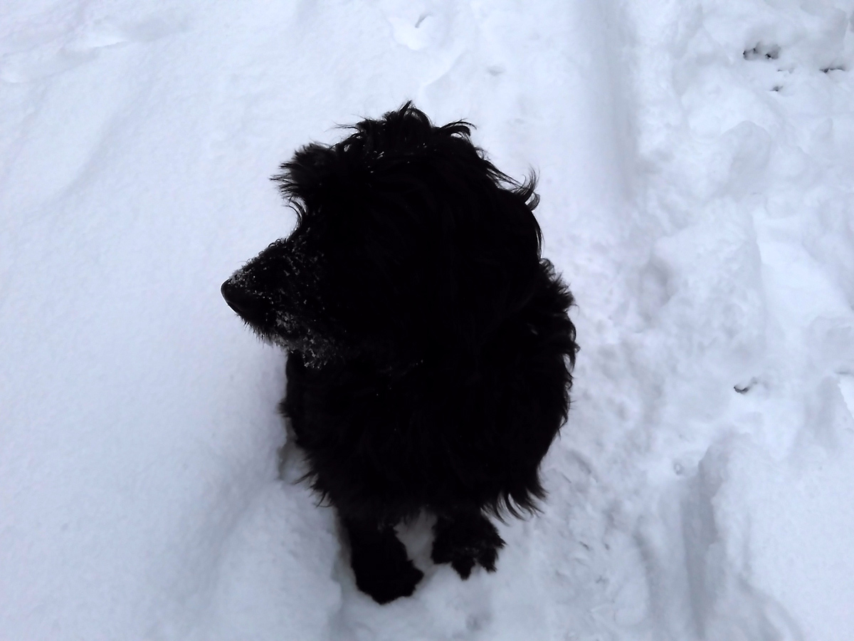 schwarzer-hund-shila-sitzt-im-schnee Erste Grüße von Shila